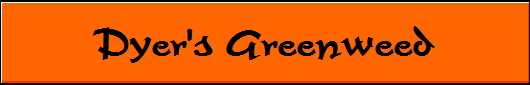 Dyer's Greenweed