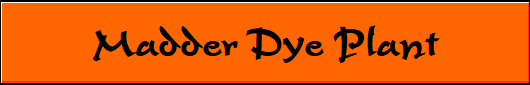 Madder Dye Plant