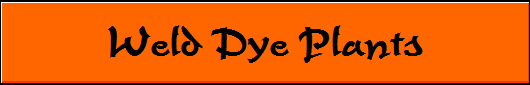Weld Dye Plants