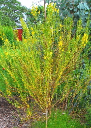 Dyer's Greenweed plants