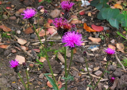 saw-wort - a yellow natural dye plant