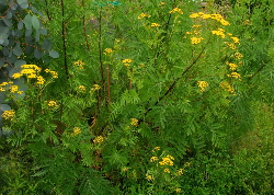 Tansy plants - a yellow natural dye plant