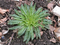 young weld dye plant