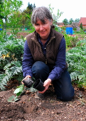 Teresinha planting out woad - natural dye plants