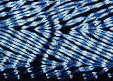Dyeing with indigo - a blue natural dye