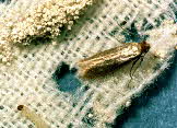 clothes moth larva and pupa
