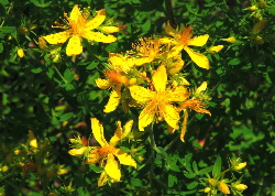 St Johns Wort - a red natural dye plant