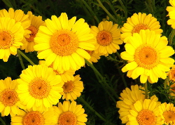 Dyers' Chamomile flowers