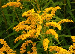 goldenrod dye extract, a yellow natural dye