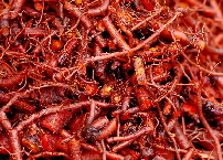 Close-up of cut madder roots - natural dyes