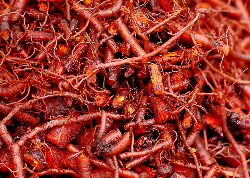 Chopped madder roots - natural dye plants