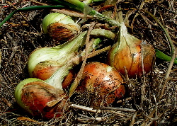 Onions as a yellow natural dye plant