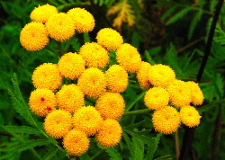 Tansy flowers - a yellow natural dye plant