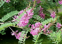 Indigo dye plant flowers - Indigofera tinctoria