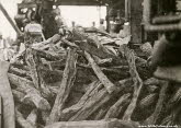 Logwood trunks on the dockside