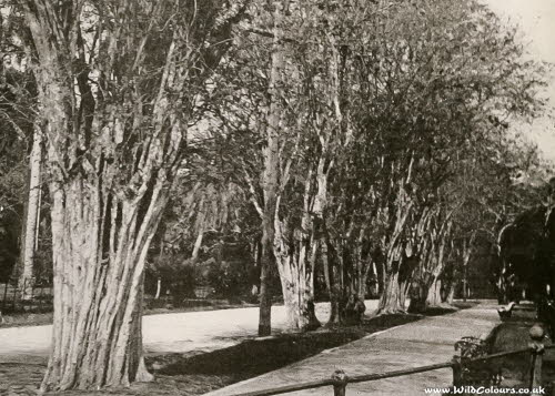 Logwood trees in Cuba